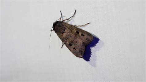 A Flicker Of Hope Bogong Moths In 2022 Australian Conservation