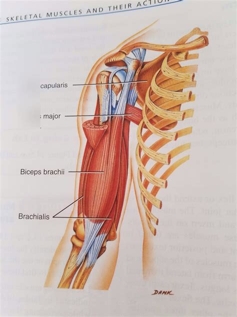 A+P, Front Arm Muscles Diagram | Quizlet