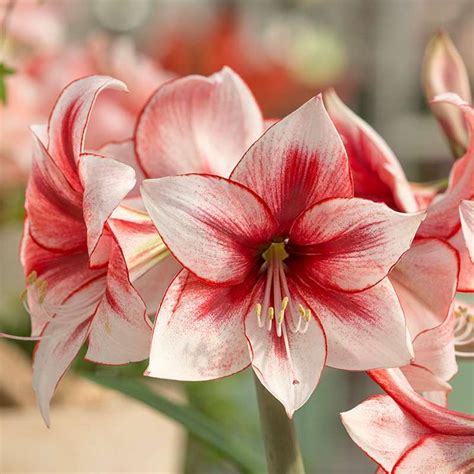 Some Red And White Flowers In A Vase