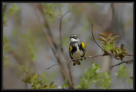 Yellow Rumped Warbler Paruline A Croupion Jaune Flickr