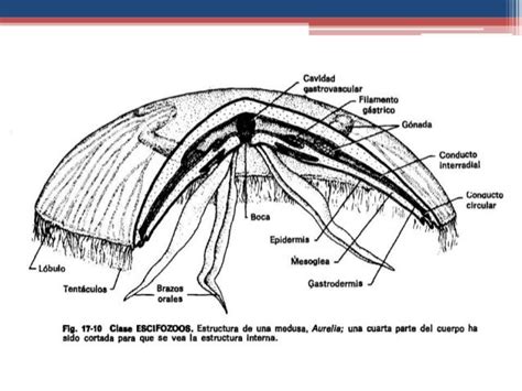 Filum Cnidarios