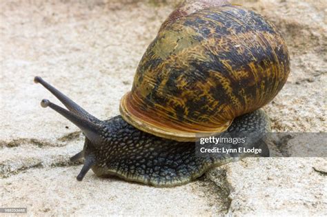 Snail High Res Stock Photo Getty Images