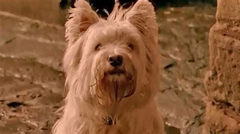 Trailer Du Film The Adventures Of Greyfriars Bobby The Adventures Of