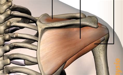 Shoulder Rotator Cuff Musculus Supraspinatus Infraspinatus Teres Minor