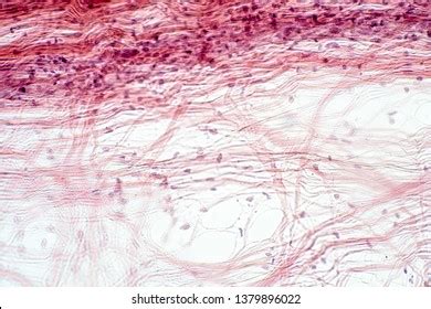 Areolar Connective Tissue Under Microscope View Stock Photo (Edit Now ...