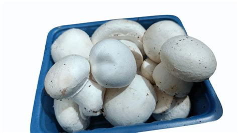 Haryana Fresh Button Mushroom 18g Packaging Size 10 Kg At Rs 170kg