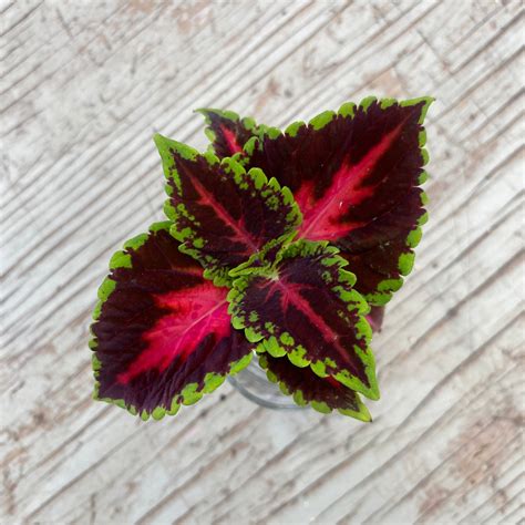 Coleus Heartbreaker Serres Lavoie