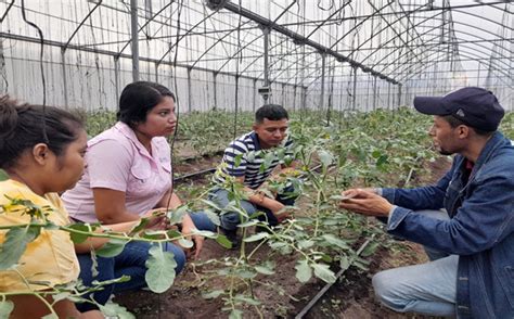 Miles De J Venes Se Capacitan En T Cnicas Agropecuarias Radio La