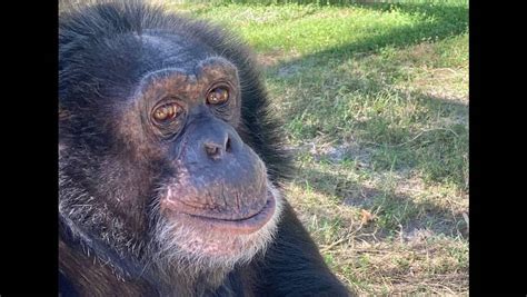 Michael Jackson S Chimp Bubbles Turned See Pics From His