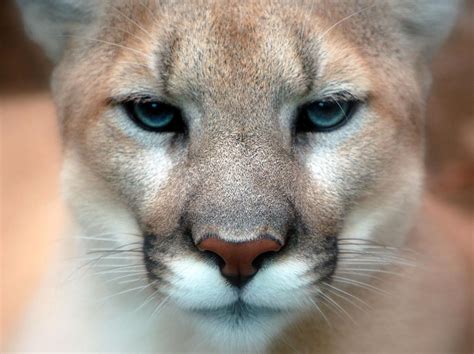 Why Is The Florida Panther Endangered Owlcation