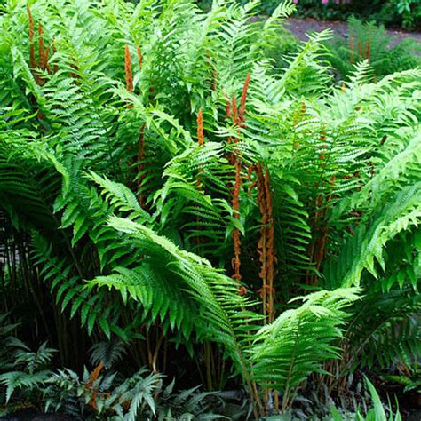 Osmunda Cinnamomea Cinnamon Fern