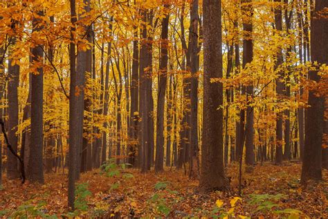 Fall Foliage at Catoctin Mountain Park – Roving Sun