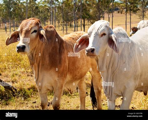 Australian Beef Cattle Industry Red And Grey Brahman Cows Bred For Meat