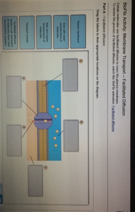 Solved BioFlix Activity Membrane Transport Facilitated Chegg