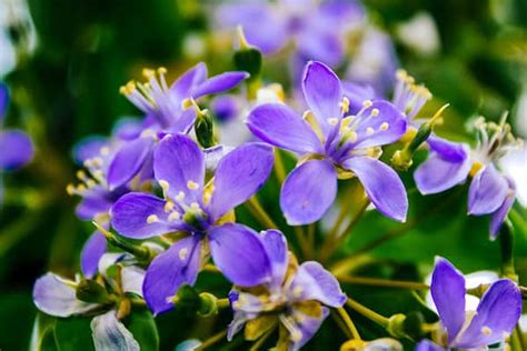 Discover the National Flower of Jamaica: Lignum Vitae - A-Z Animals