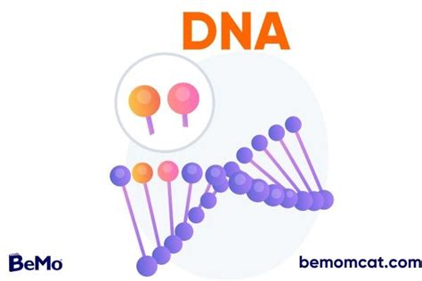 Dna Everything You Need For The Mcat Bemo