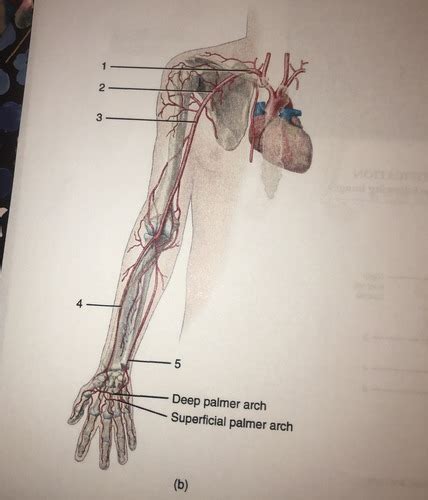 Arm Artery Andveins Flashcards Quizlet