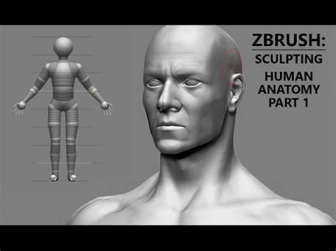 ZBRUSH Character Sculpting Human Anatomy Part 1 Base Mesh YouTube