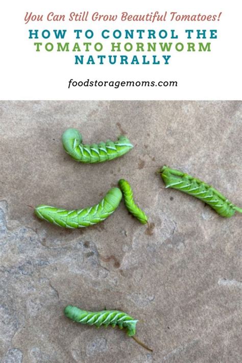 How To Control The Tomato Hornworm Naturally Food Storage Moms