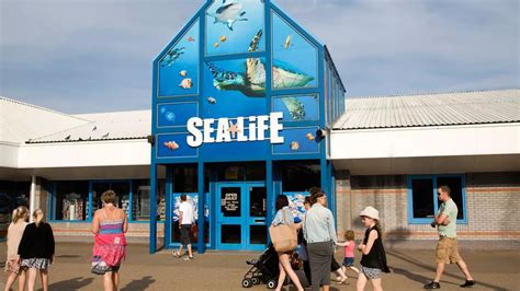 One-in-three Sea Life centre animals die in ONE YEAR amid calls for ...