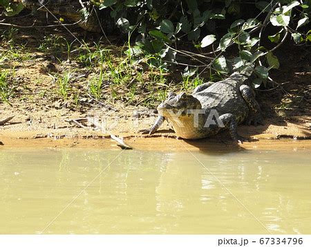 Are There Crocodiles In The Amazon River? Exploring Amazons Predatory ...