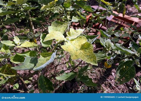 Viruses Disease On Eggplant Plant Disease Stock Image Image Of Eggplant Disease 199985685