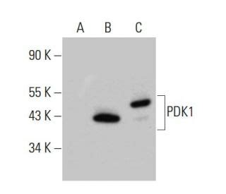 Pdk Antibody E Scbt Santa Cruz Biotechnology