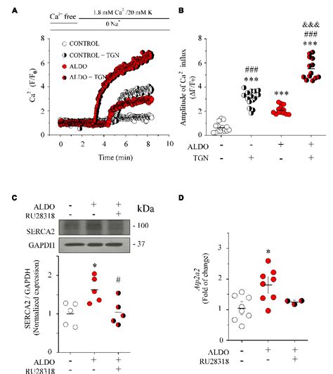 Figure 3 From Aldosterone Induced Sarcoendoplasmic Reticulum Ca2 Pump