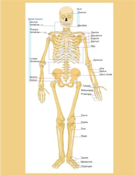 human skeleton joints diagram prabhatnihalani joints anatomy