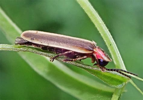 Big Dipper Firefly Photinus Pyralis Lampyridae 10 Mm S