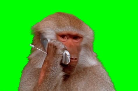 Monkey calling using phone meme (Green Screen) – CreatorSet