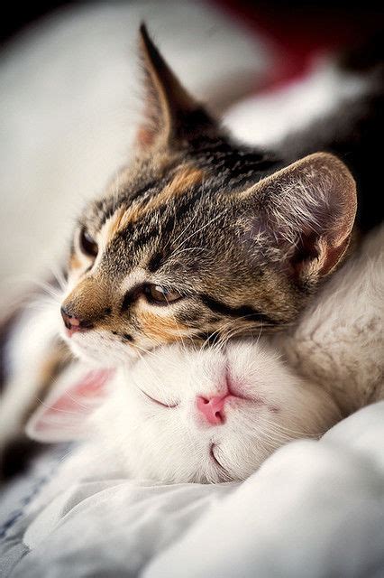 Cats Cuddling Pictures, Photos, and Images for Facebook, Tumblr ...