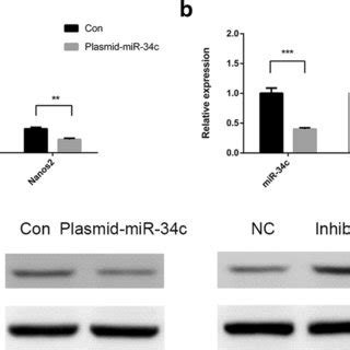 Mir C Inhibit The Expression Of Nanos In Gc Cells A Relative