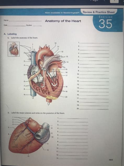 Exercise 20 Anatomy Of The Heart