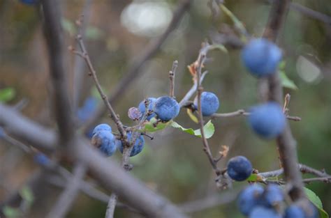 Kostenlose Foto Baum Natur Ast Bl Hen Frucht Beere Blatt Blume