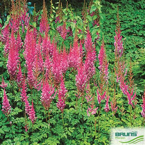 Astilbe Chinensis Var Pumila Von Bruns Pflanzen