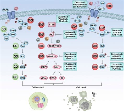 EGFR PI3K AKT MTOR Pathway Might Be Potentially Targeted To