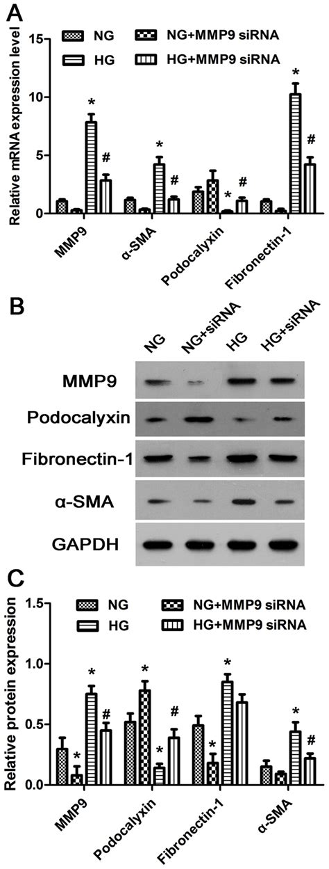 Mrna And Protein Expression Levels Of Mmp Sma Podocalyxin And