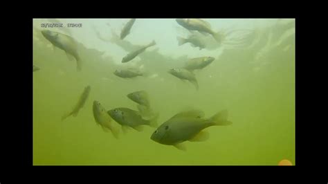 Insane Amount Of Bluegill Swarm Bait Underwater Footage YouTube