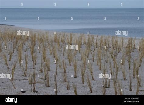 Coast Protection Baltic Sea Beach Grass Marram Grass D Nenschutz