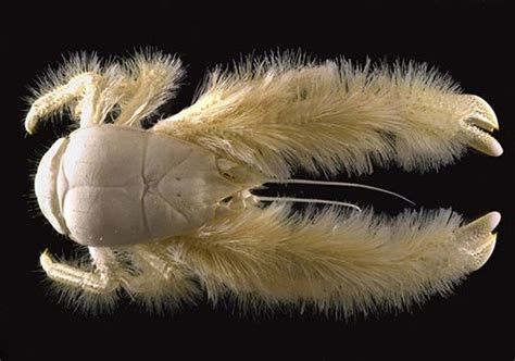 Most Bizarre Creatures Found In Antarctica Page