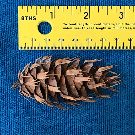 Douglas Fir Seeds A Trick Question — Trees Pacific Northwest