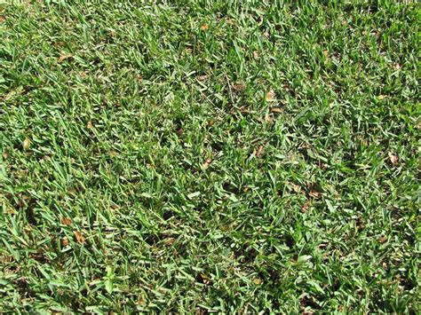 Why Your St Augustine Grass Turning Yellow Agreenhand