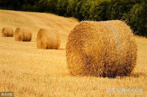 5个不起眼的小生意，小本项目，却适合农村人 知乎