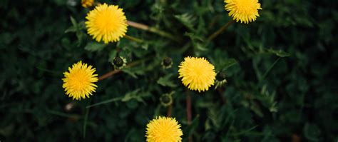 Download Wallpaper 2560x1080 Dandelions Flowers Yellow Plant Spring