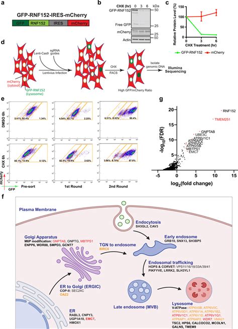 A Genome Wide Crispr Cas9 Knockout Screen To Identify Genes Essential