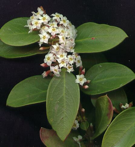 Bushmans Poison Acokanthera Oppositifolia Inaturalist