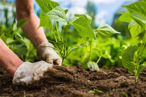 Anunciada a criacão da primeira fábrica de fertilizante nitrogenados