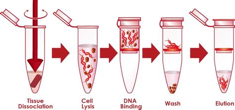 PostImpressionismus Gedenk Geheim magnetic bead dna extraction principle Flüchtig Il Wellen