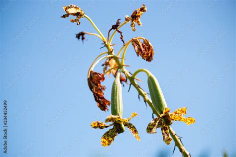 Grammatophyllum Speciosum Also Called Giant Orchid Tiger Orchid